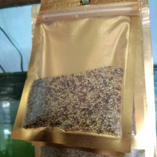 Benih tanaman air love grass