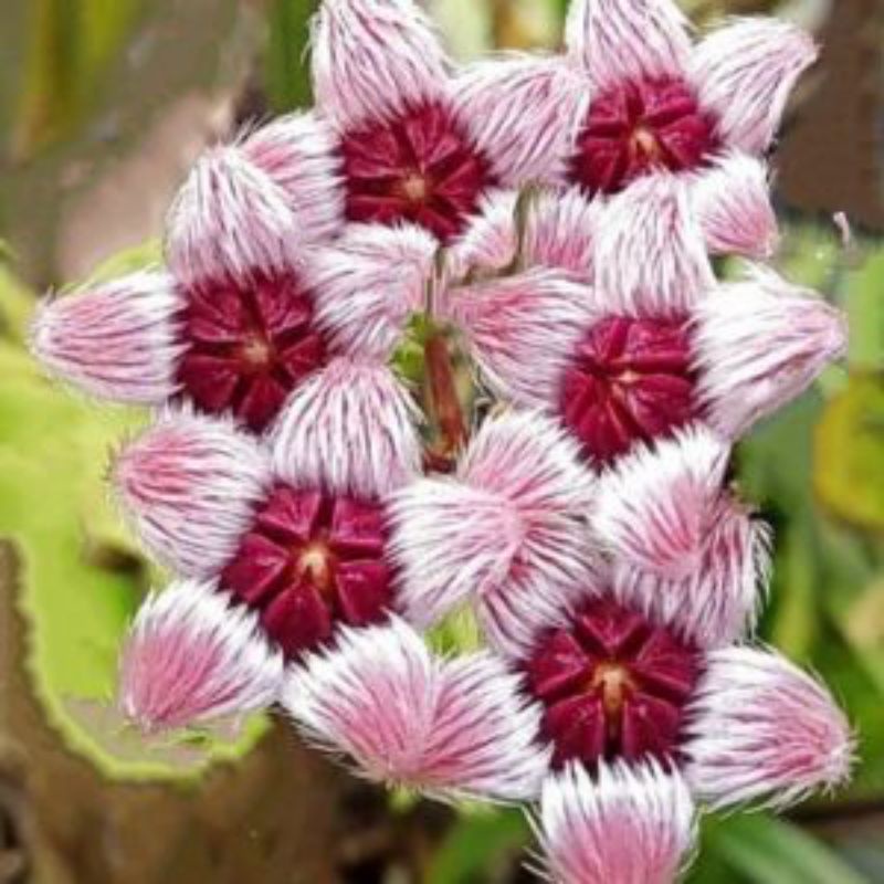 hoya sulawesiana