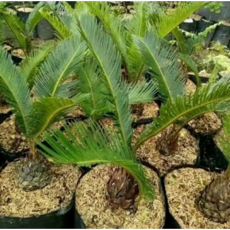 tanaman hias pohon sikas pakis haji