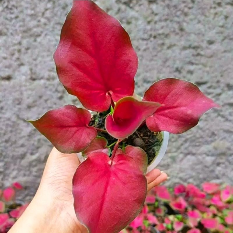 Caladium Anggurmerah / bunga keladi / tanaman hias keladi murah / tanaman keladi hidup / caladium th