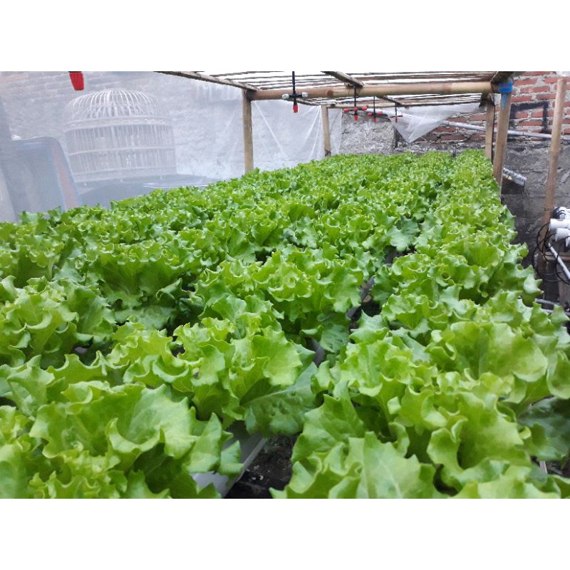 sayuran selada hidroponik