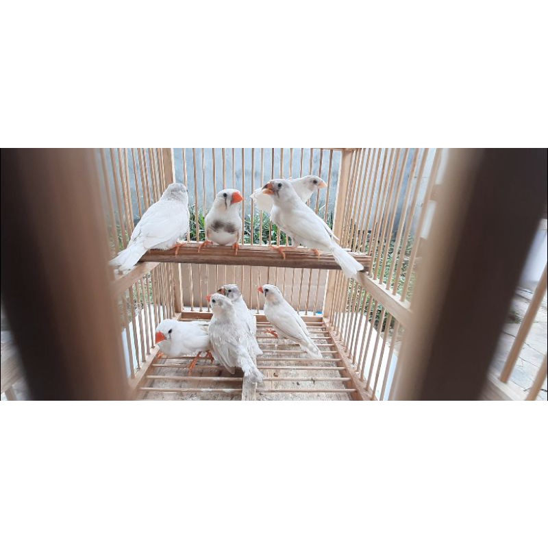 Burung Zebra Finch Ausie Medium Jantan Mutasi Random