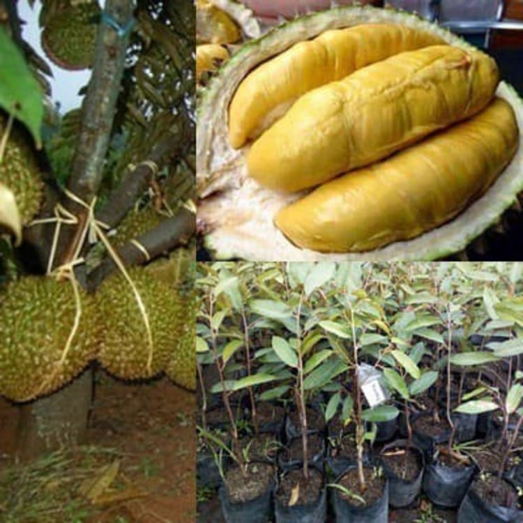 Stok Baru Bibit Durian Montong Thailand Ukuran 30-60 Cm
