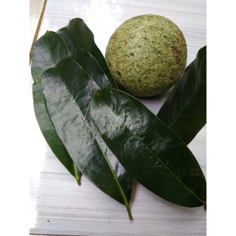 

Daun sirsak gunung herbal anti Tumor(Annona montana) per 10 lembar