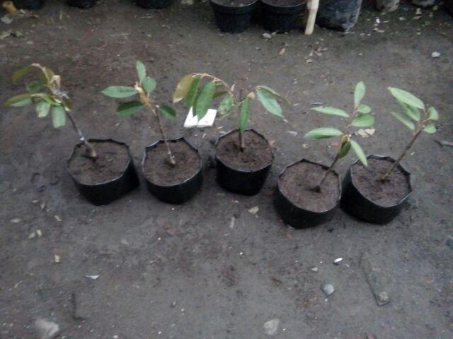 Bibit Durian Musangking