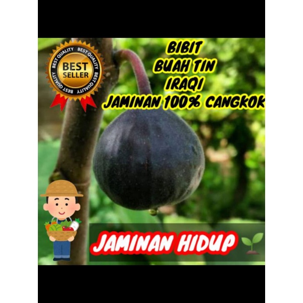 bibit buah tin IRAQI AKAR LEBAT cepat berbuah