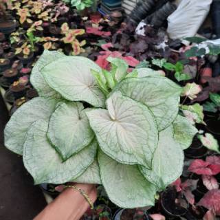 Tanaman Hias Caladium Keladi  Hias PAKET CALADIUM bonus 