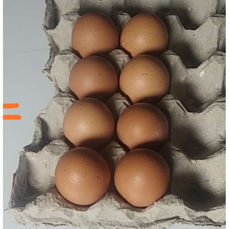

Telur Ayam Negeri Fresh pack 500gram (8butir Telur Ayam Negeri)