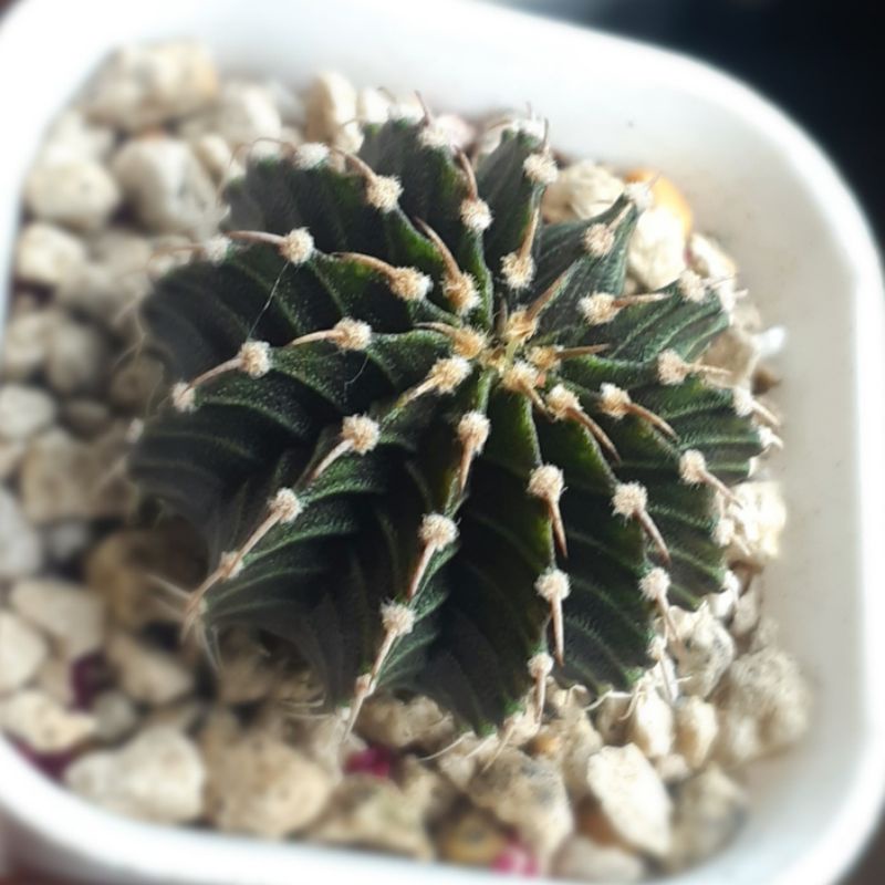 LB 2178 ORI  13 RIB (single spine)