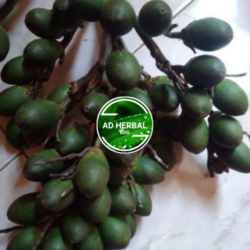 

Buah Pinang Muda Fres Segar Per 1Kg