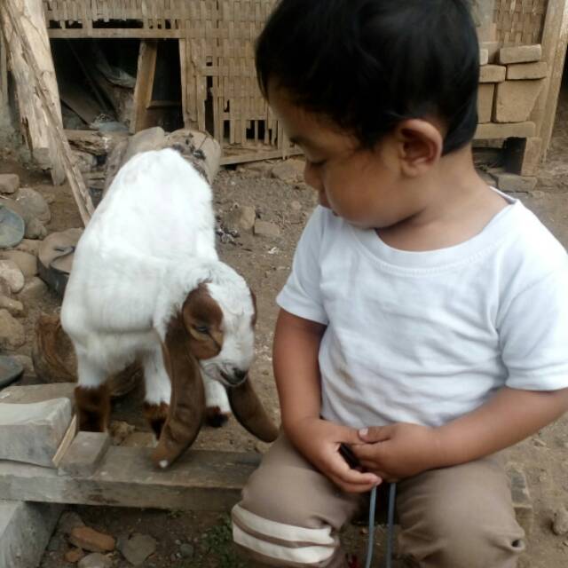 yanihelgafirmansyah