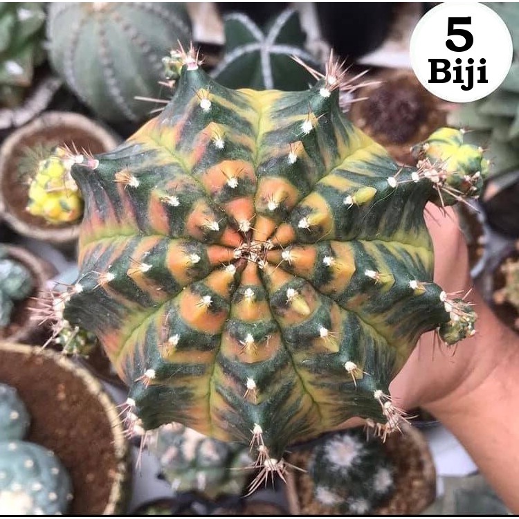 Benih Biji Bibit Kaktus Gymno Sepia A Cactus Import