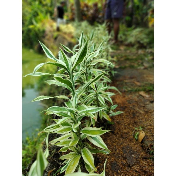 pohon Suji, daun potong Suji, daun dekorasi Suji,daun dekorasi pelaminan