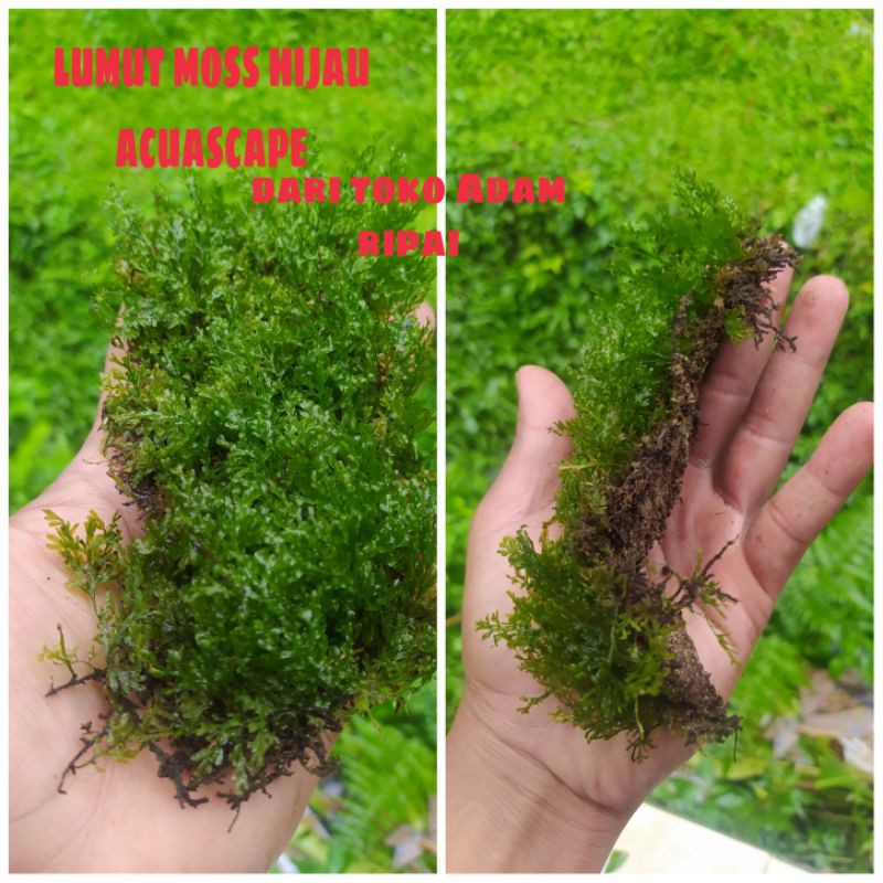 lumut hidup moss aquascape acuarium