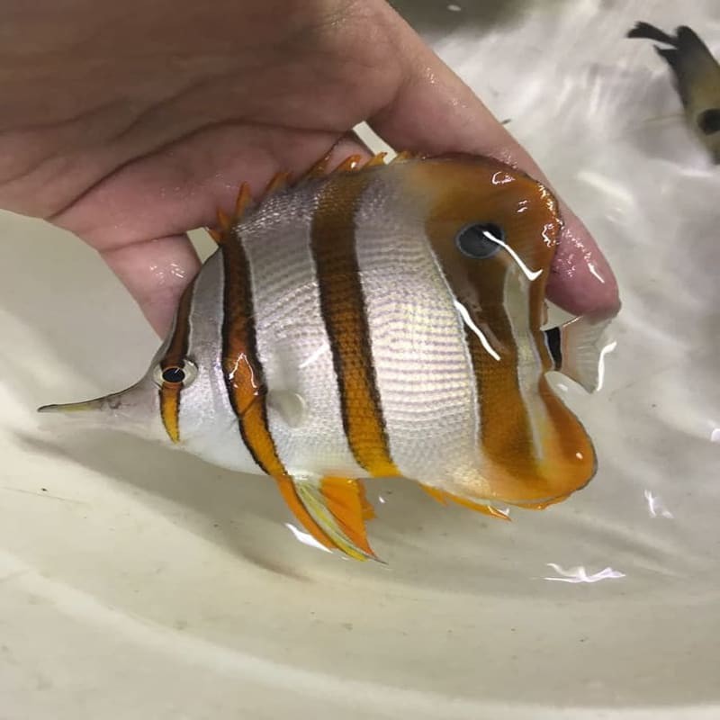 ikan hias laut kepe monyong