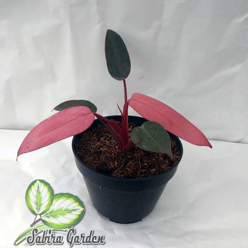 Tanaman hias philodendron dark lord pink - philodendron pink dark lord