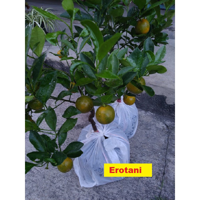 Bibit jeruk minum jeruk peras Erotani