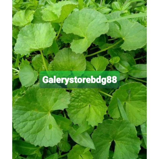 

Daun pegagan atau daun antanan daun tapak kuda segar 500 gram fresh-az