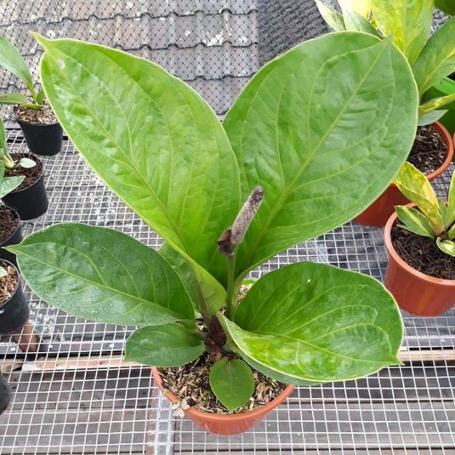 Jemani Mangkok Dewasa