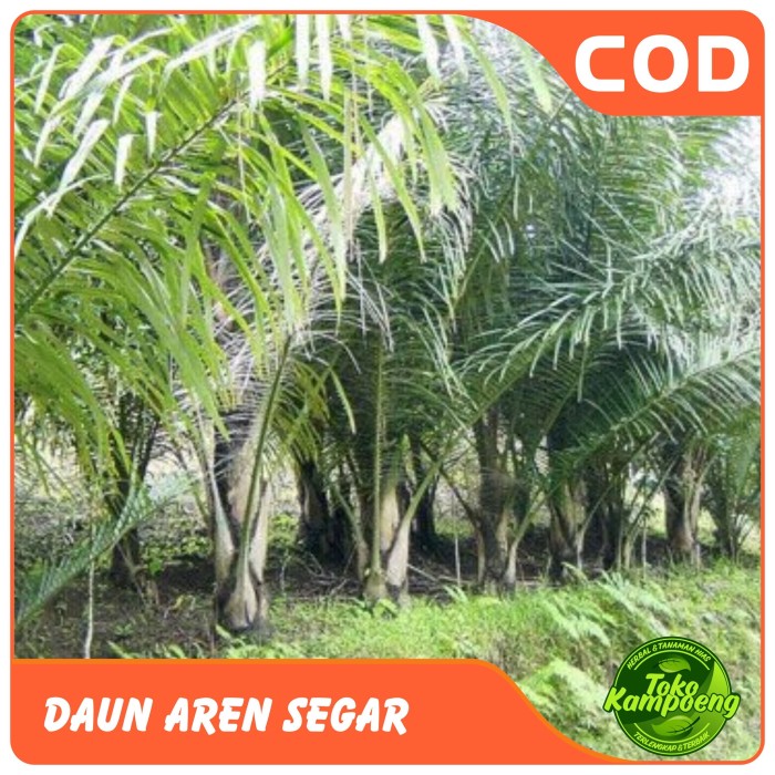 

Daun aren segar 300 gram