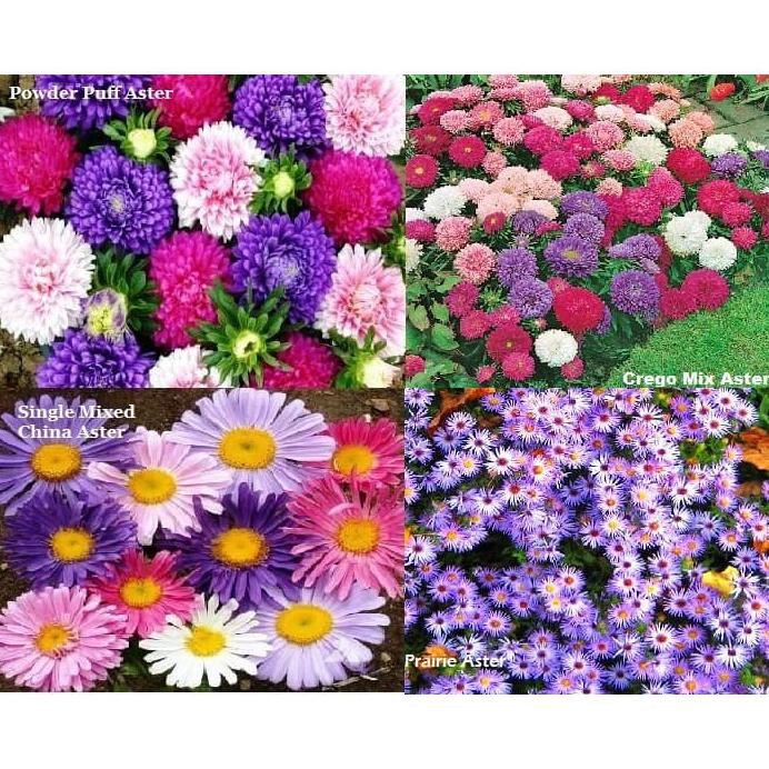 Paket Hemat Benih Bibit Seed Bunga Aster Isi 4 Jenis Aster Cantik Shopee Indonesia