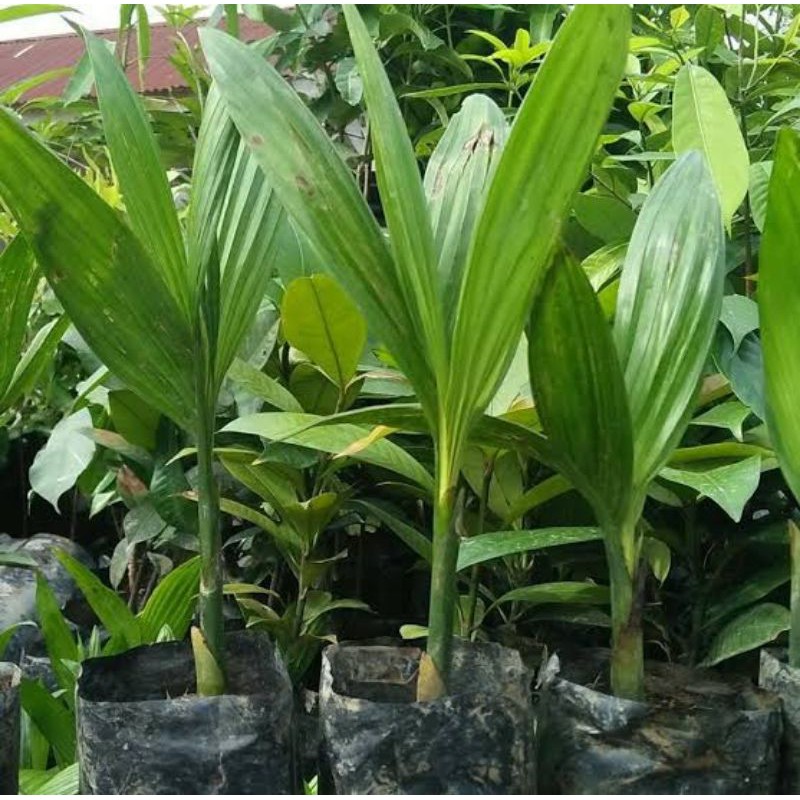 

pinang unggul