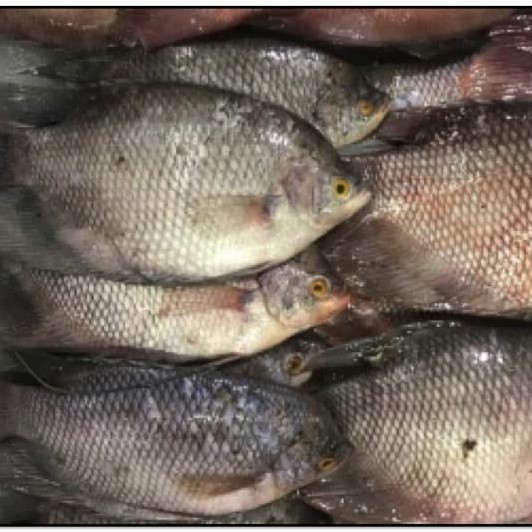 

Ikan Gurame Segar