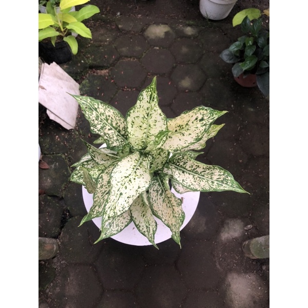 aglaonema snow white rumpun 5 anak 2