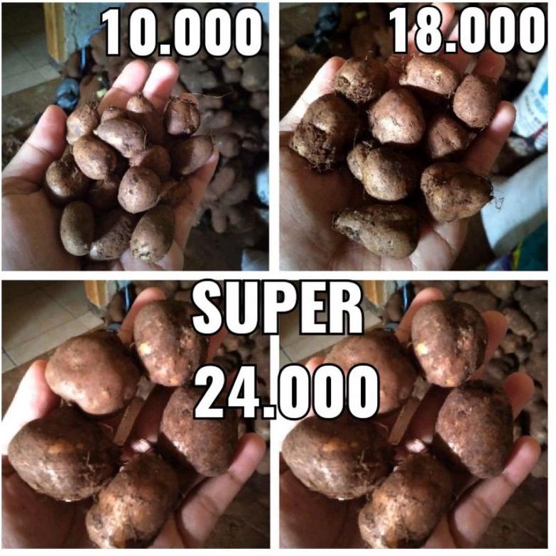 

[Art. 275] KENTANG HITAM SUPER1KG, kentang Hitam, kentang bulu,kleci