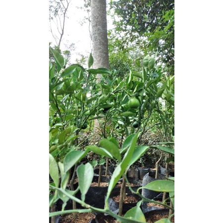 bibit buah jeruk nagami berbuah