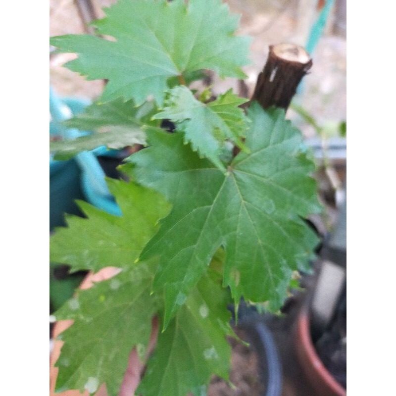 

BIBIT ANGGUR YELLOW BELGIE KUNING