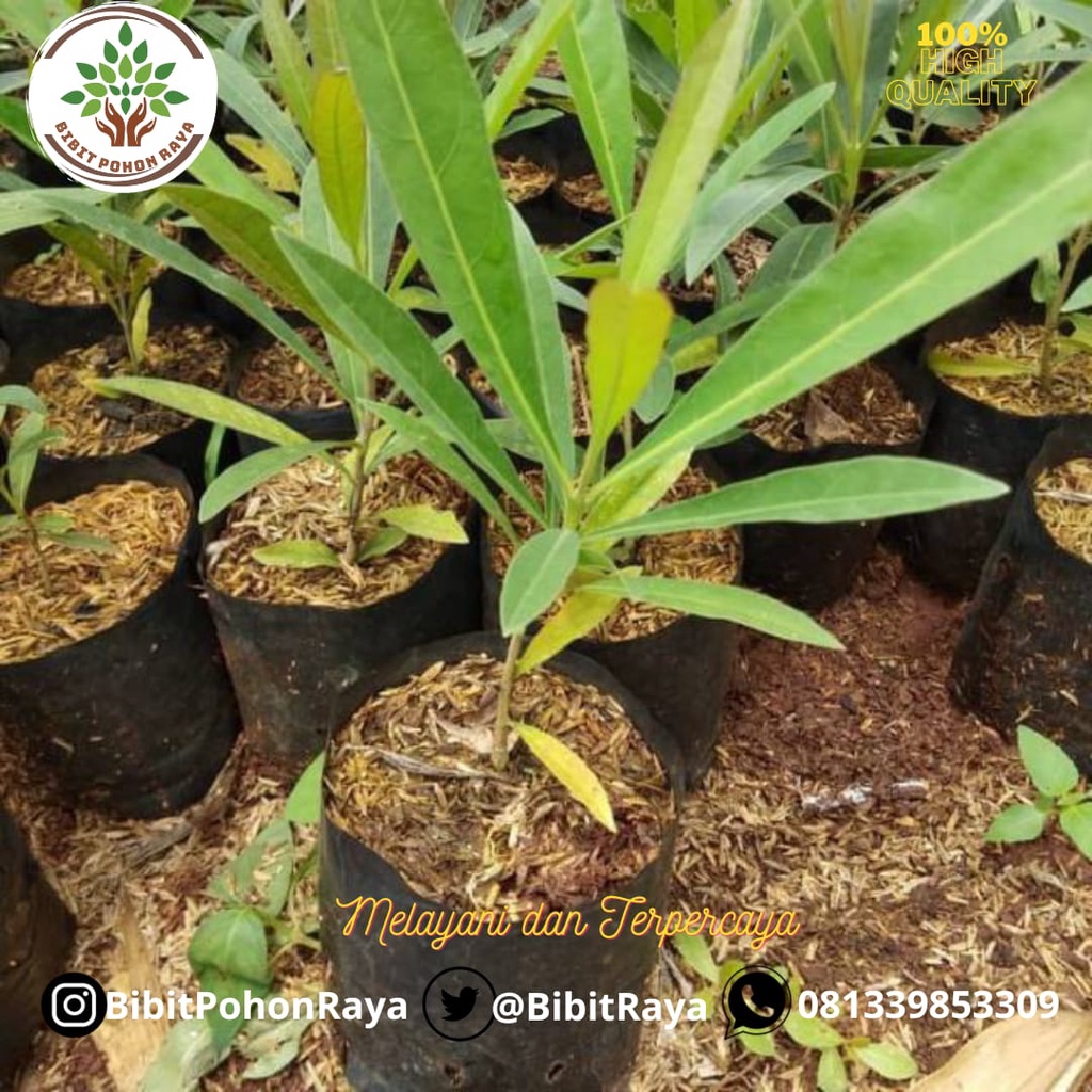 Bibit Tabebuya Kuning