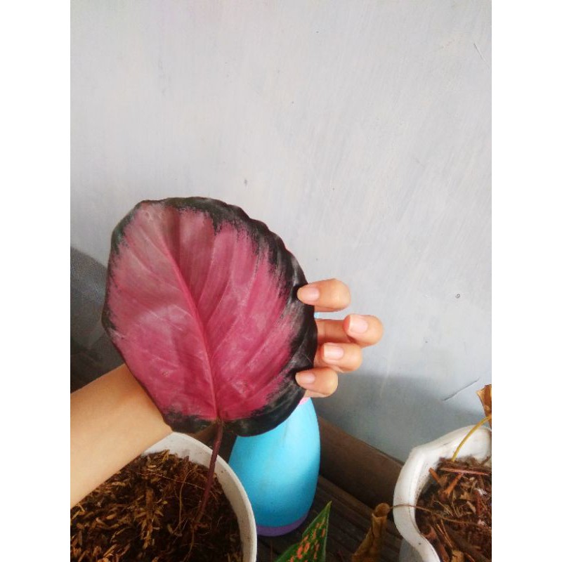 calathea crimson 1 daun besar real pic