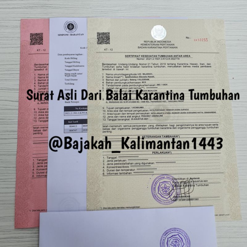Akar Bajakah Tampala Super Asli Kalimantan (500gr)