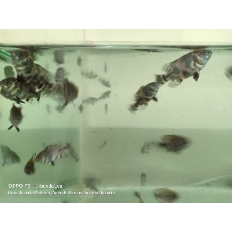 ikan oscar batik
