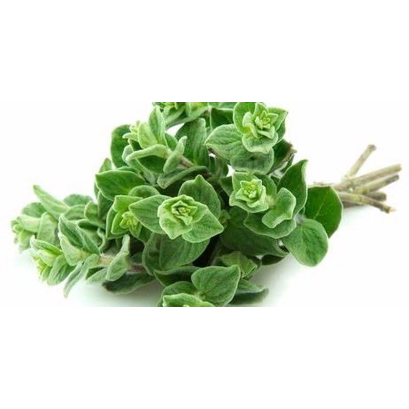 Benih Biji Daun Herbal Oregano