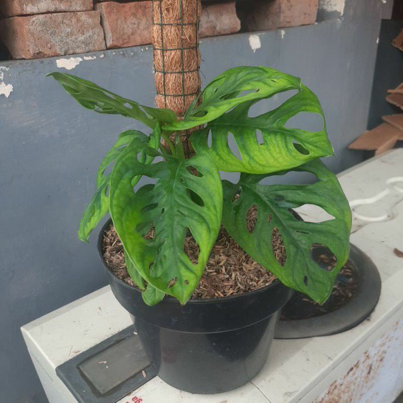Monstera Acuminata