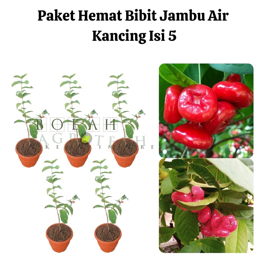 Paket Hemat Bibit Jambu Air Kancing Okulasi Isi 5 Bonus Bibit Strawberry+Polibag