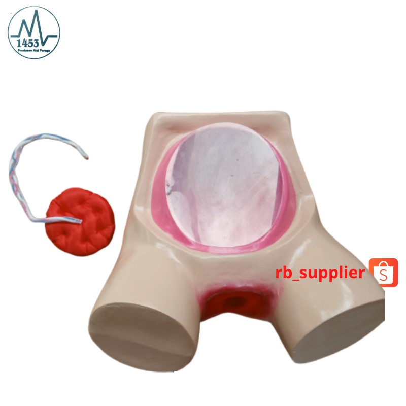 

Bemanual Plasenta-Manekin Alat Peraga Pendidikan-Panggul Fiber Wanita-Mainan Edukasi