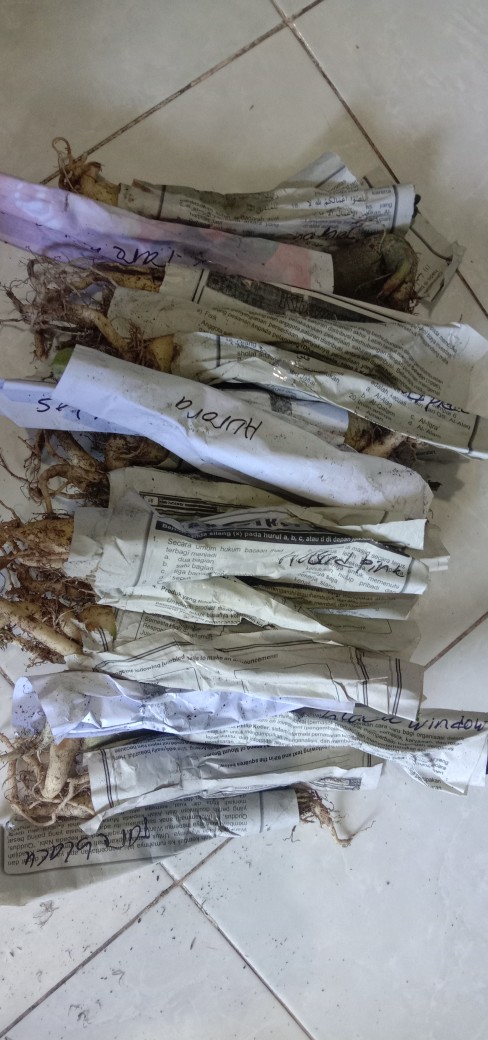 Bibit Bunga Kamboja Adenium Golden Faith