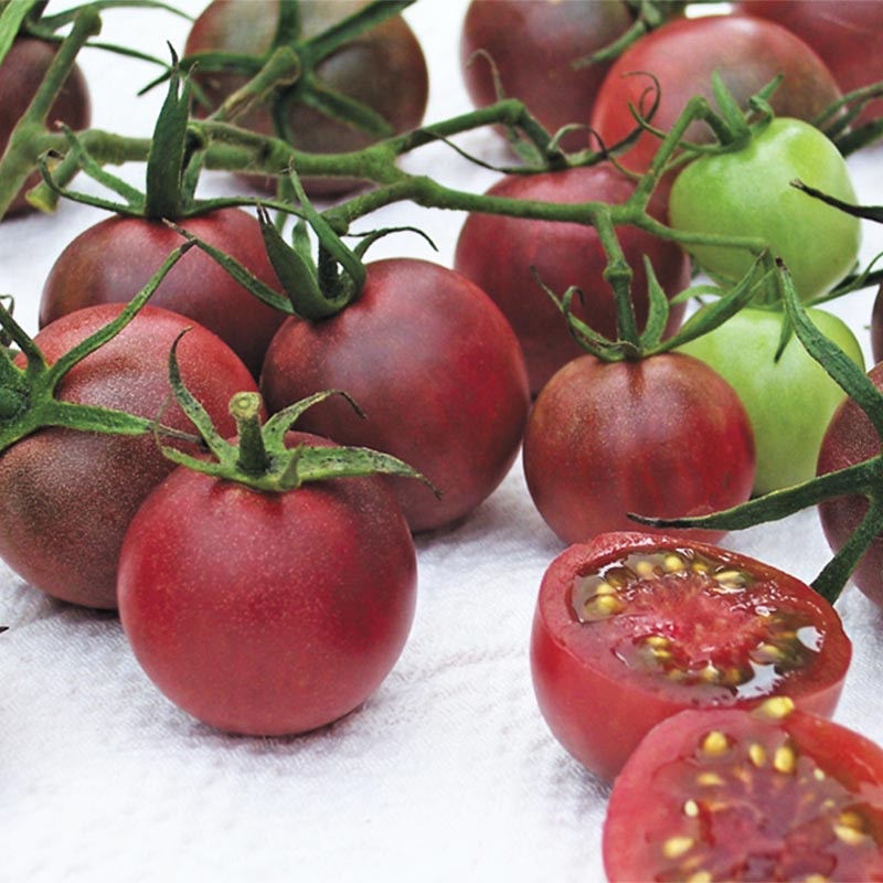 Benih Bibit Biji - Tomat Chocolate Cherry Tomato Seeds - IMPORT