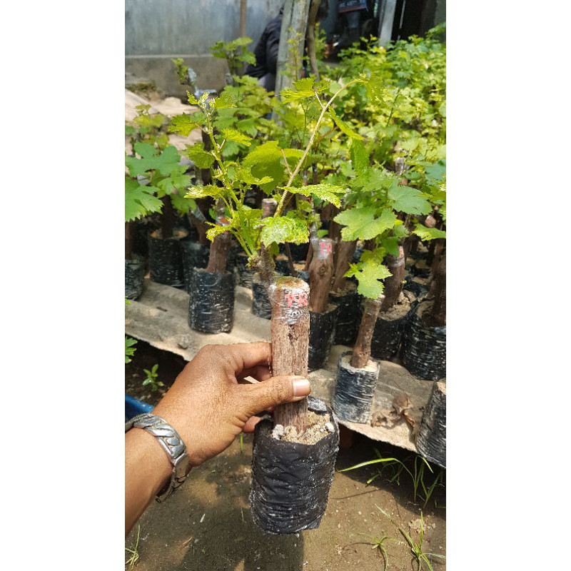 bibit anggur trans/ transfigurasi rs bella