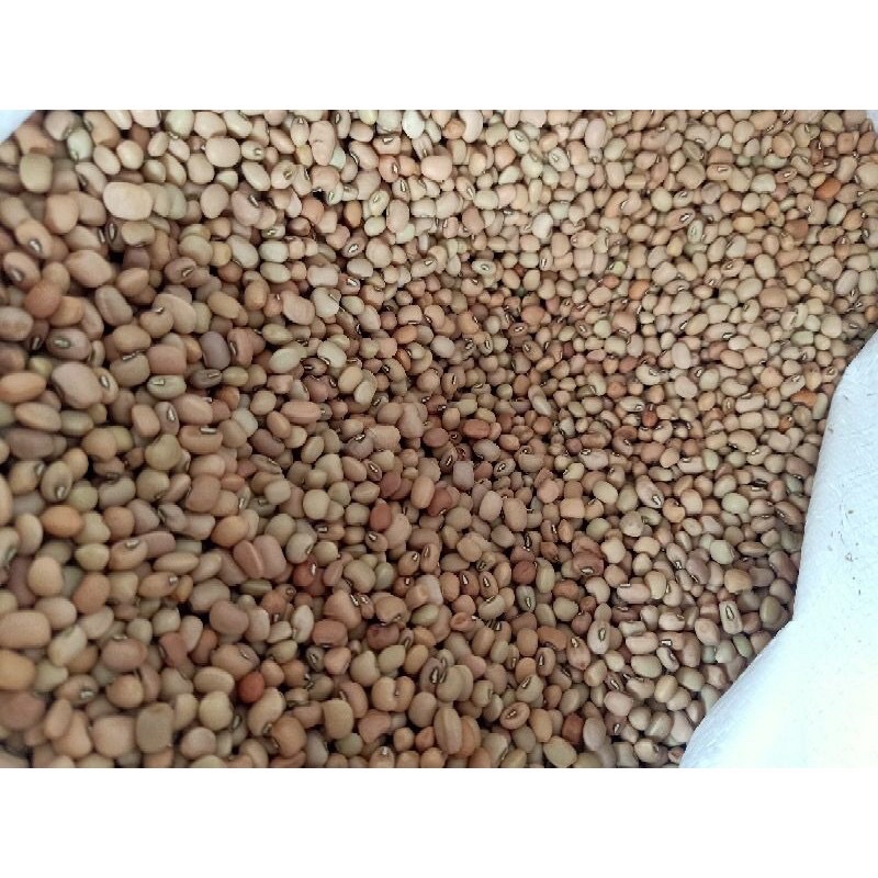 Kacang Tolo / Kacang Tunggak 250Gram 1/4kilo Asli Import! Fresh