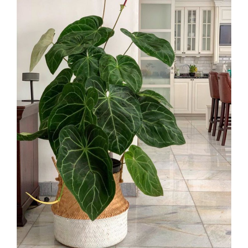 Ready stok tanaman hias kuping gajah rimbun | Kuping gajah indukan