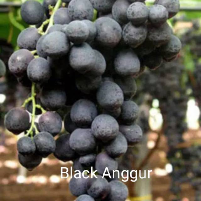 Bibit Anggur Hitam Bali