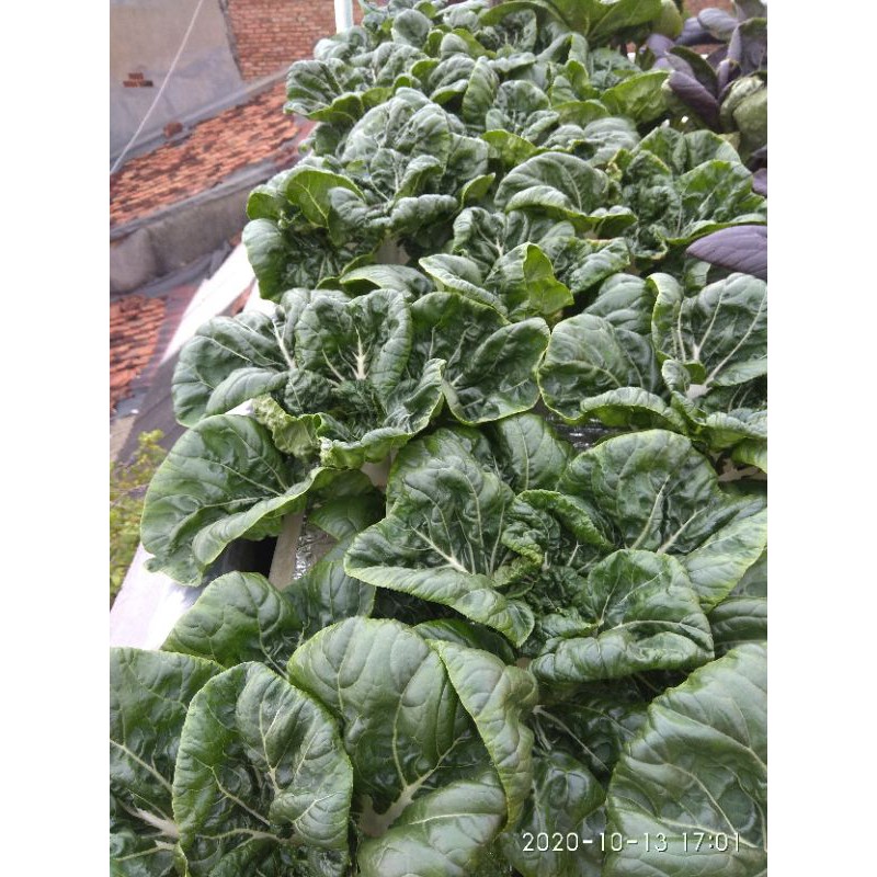 

Sawi Naibai Hidroponik