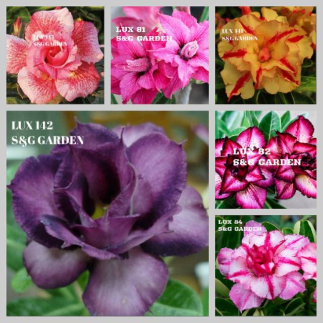 

Bunga adenium paket O