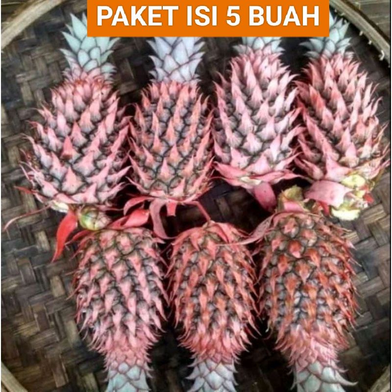 

NANAS MUDA ISI 5