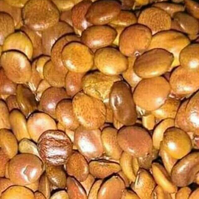 Biji bidara arab asli