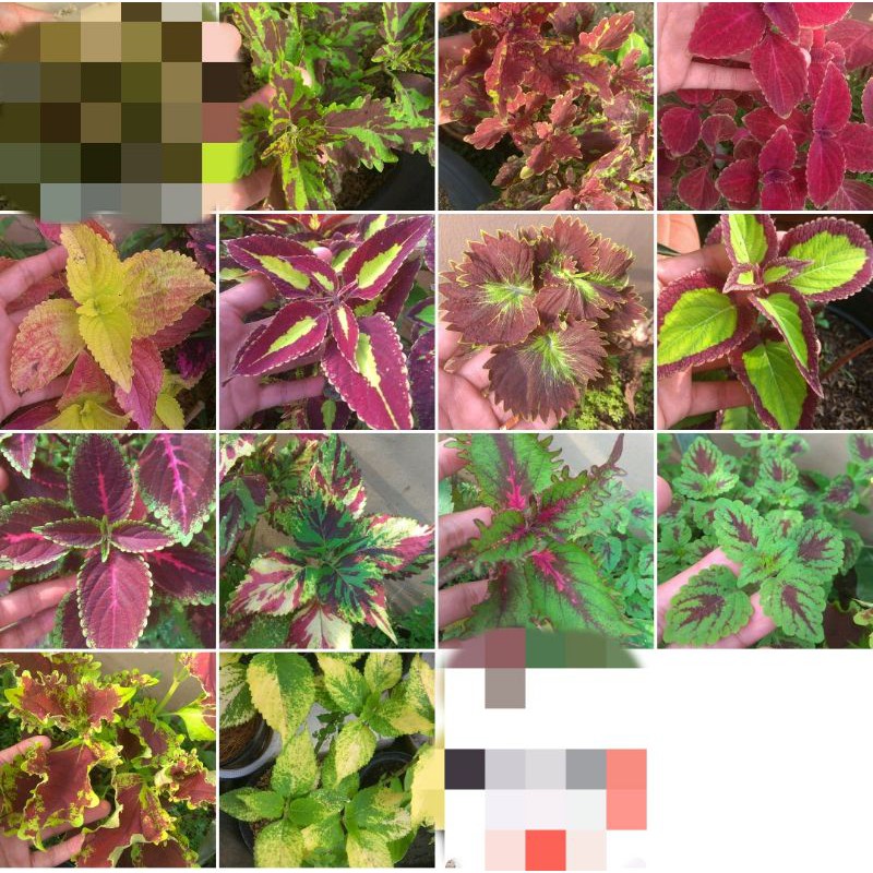 promo 13 jenis miana tanaman hias miana